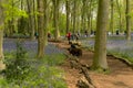 English bluebells in Chalet Wood in Wanstead Park