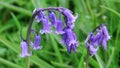 English Bluebells - Hyacinthoides non-scripta Royalty Free Stock Photo