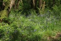 English bluebells in sunlight in bluebell wood Royalty Free Stock Photo