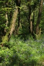 English bluebells in sunlight in bluebell wood Royalty Free Stock Photo