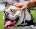 English or British Bulldog being stroked by a female hand. face portrait