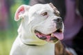 English or British Bulldog face portrait. mouth open tongue hanging out