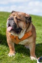 english british bulldog with tongue in orange harness sitting on the green grass on sunny day Royalty Free Stock Photo