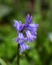 English or British common bluebell Hyacinthoides non-scripta in woodland