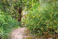 English Broom Cytisus scoparius blooming on the trails of Santa Cruz Mountains, California; English Broom, of European origins, Royalty Free Stock Photo