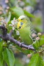 English Budgie Royalty Free Stock Photo