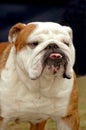 English Bull Dog