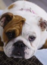 English Bull Dog Puppy Royalty Free Stock Photo