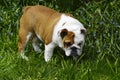 English Bull Dog Puppy Royalty Free Stock Photo