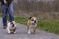 English Bull Dogs out Walking