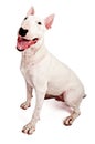 English Bull Terrier