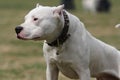 English bull terrier Royalty Free Stock Photo