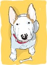 English bull terrier