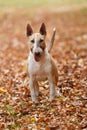 English bull terrier Royalty Free Stock Photo