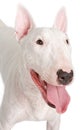 English Bull Terrier Closeup Royalty Free Stock Photo