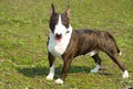 English bull terrier Royalty Free Stock Photo