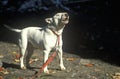 English Bull Terrier on leash Royalty Free Stock Photo