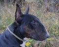 English Bull Terrier Male Gaston - portrait