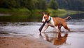 The English bull terrier plays with a stick in the river Royalty Free Stock Photo