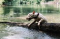 English bull terrier plays in the water in a mountain Royalty Free Stock Photo