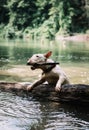 English bull terrier plays in the water Royalty Free Stock Photo