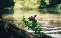 English bull terrier plays in the water in a mountain lake Royalty Free Stock Photo