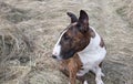 English bull terrier. Thoroughbred dog. Royalty Free Stock Photo