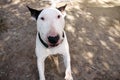 English Bull Terrier white dog is furious and angry in garden outdoor, closeup. White bull terrier dog is walking and looking. Royalty Free Stock Photo