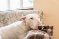 English Bull terrier Royalty Free Stock Photo