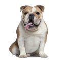 English bulldog, 11 months old, sitting Royalty Free Stock Photo