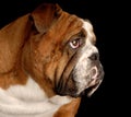 English bulldog Royalty Free Stock Photo