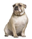 English Bulldog, 15 months old, sitting Royalty Free Stock Photo