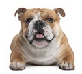 English Bulldog, 18 months old, lying Royalty Free Stock Photo