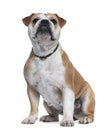 English Bulldog, 18 months old, sitting Royalty Free Stock Photo