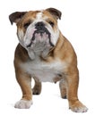 English Bulldog, 18 months old, standing Royalty Free Stock Photo