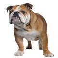 English Bulldog, 18 months old, standing Royalty Free Stock Photo