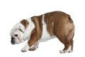 English bulldog, 19 months old, standing Royalty Free Stock Photo