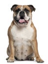 English Bulldog, 2 months old, sitting Royalty Free Stock Photo