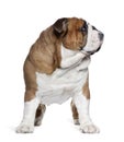 English Bulldog, 2 years old, standing Royalty Free Stock Photo