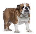 English Bulldog, 2 years old, standing Royalty Free Stock Photo