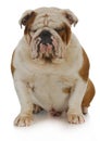 English bulldog Royalty Free Stock Photo