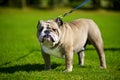 English Bulldog