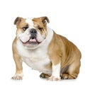 English Bulldog