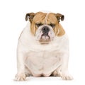 English Bulldog Royalty Free Stock Photo