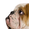 English Bulldog