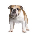 English Bulldog (3 years)