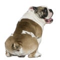 English bulldog, 3 years old Royalty Free Stock Photo