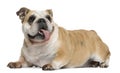 English Bulldog, 3 years old, lying Royalty Free Stock Photo