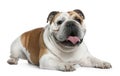 English Bulldog, 3 years old, lying Royalty Free Stock Photo