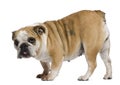 English Bulldog, 3 years old, standing Royalty Free Stock Photo